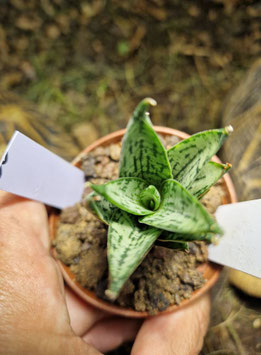 Sansevieria "Ice Thorn"
