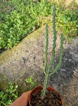 Euphorbia griseola