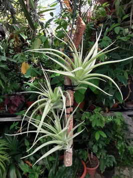 Tillandsia aeranthos "Cherry Tree"