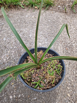 Yucca grandiflora