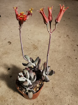 Cotyledon orbiculata fa oviferum