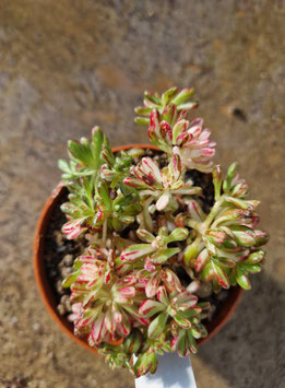 Aeonium sedifolium variegatum