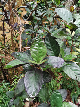 Pseuderanthemum carruthersii "Atropurpureum"