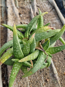 Aloe ellenbeckii (A.dumetorum)