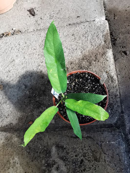 Ficus erecta var. sieboldii