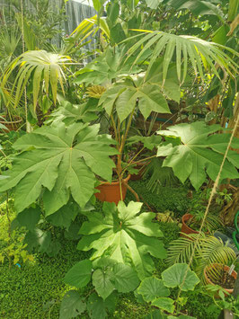 Tetrapanax papyrifera