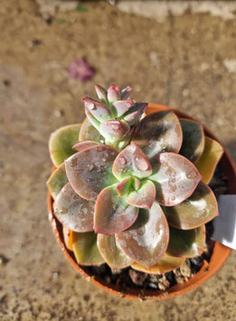 Echeveria "Chroma"