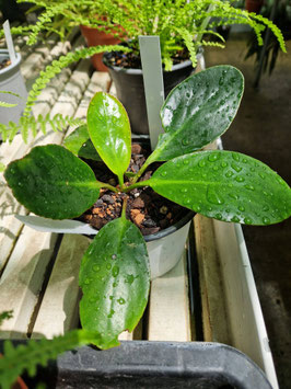 Bergenia emeiensis