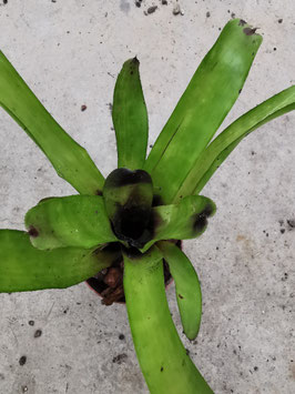 Aechmea pimenti-velosoi