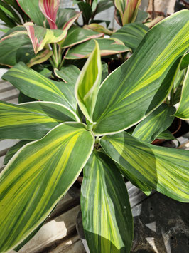 Cordyline fruticosa #2