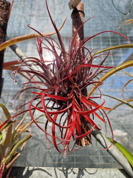 Tillandsia capitata var. domingensis