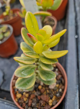 Crassula ovata "Jade" variegata