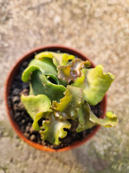 Kalanchoe beharensis "Nuda"