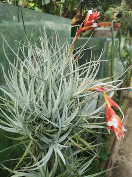 Tillandsia leonamiana