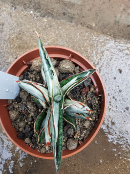 Sansevieria "Silver Clone" mediopicta
