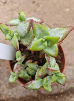 Crassula rupestris "High Voltage"