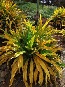 Crinum asiaticum "Xanthophyllum"