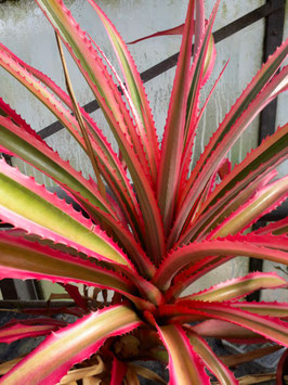 Ananas bracteatus variegatus