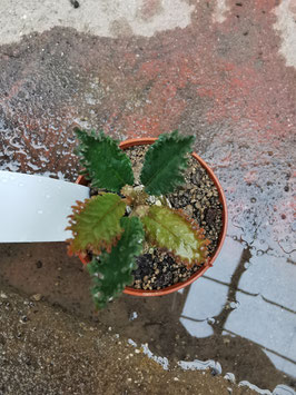 Dorstenia horwoodii