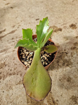 Kalanchoe synsepala "Ambalavao"