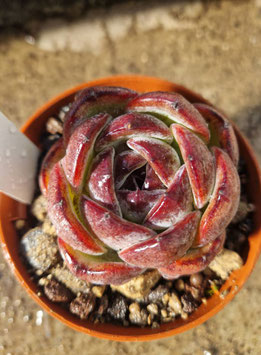 Echeveria "Dark Opal"