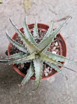 Puya raimondii
