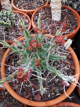 Euphorbia schizacantha