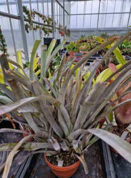 Aechmea aquilega rubra
