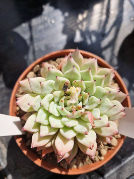 Echeveria cuspidata var. zaragozae