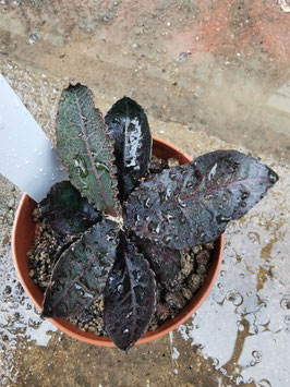 Euphorbia francoisii Hybride -schwarzlaubig-