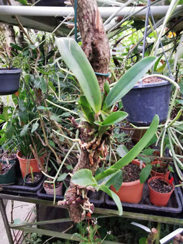 Laelia tenebrosa