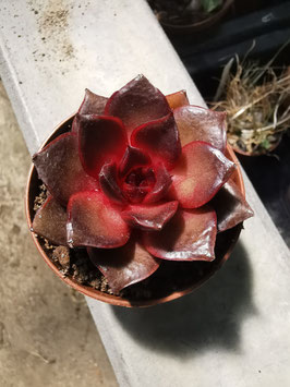 Echeveria "Red Rose"
