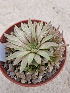Haworthia "Kikuhigasa"