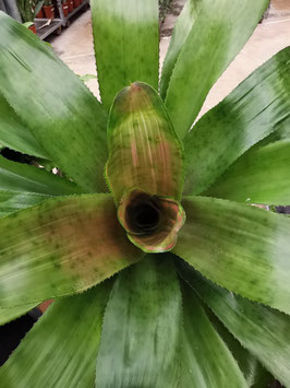 Canistrum (?) spec.