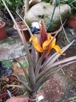 Tillandsia ericii