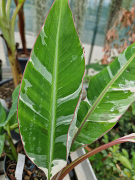 Musa "Florida variegata"