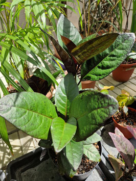 Pseuderanthemum carruthersii "Atropurpureum"