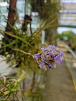 Tillandsia reichenbachii