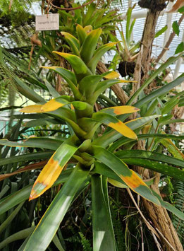 Guzmania gloriosa?