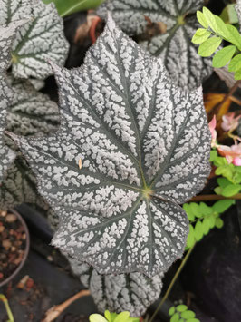 Begonia #7