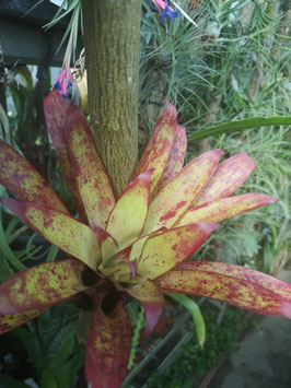 Tillandsia guatemalensis