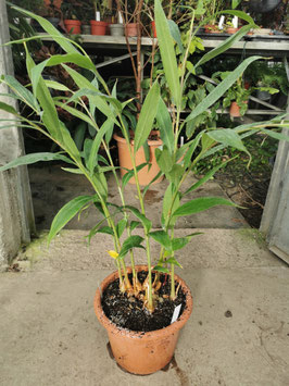 Hedychium villosum var. tenuifolium