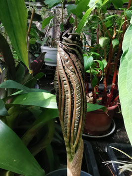 Amorphophallus napalensis