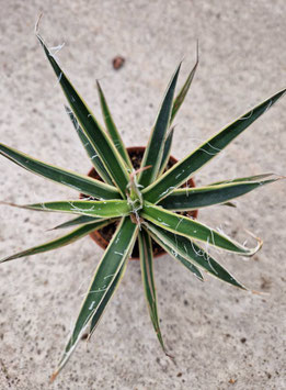 Agave filifera "Starship"