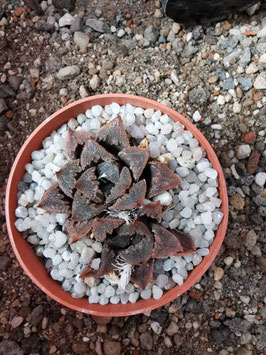 Haworthia mirabilis var. badia