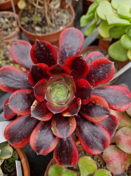 Aeonium "Superbang"