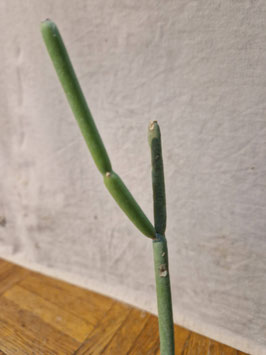 Euphorbia sarcostemmoides