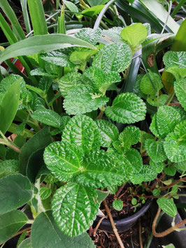 Pilea inaequalis