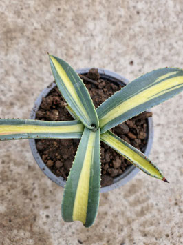 Agave murpheyi "Mediopicta Aurea"