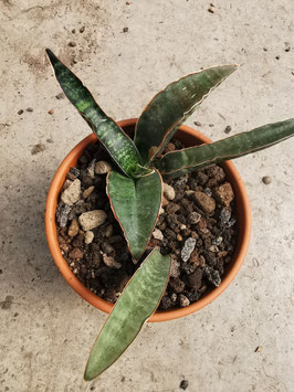 Sansevieria fischeri
